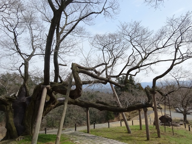 三隅大平桜