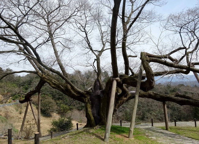 三隅大平桜