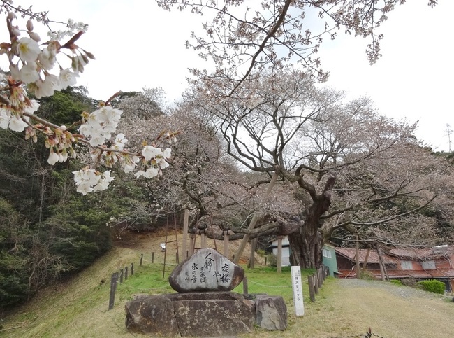 三隅大平桜