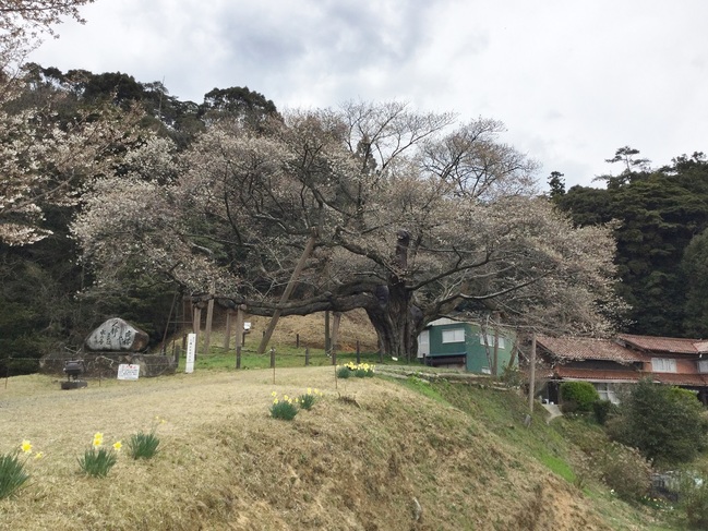 三隅大平桜