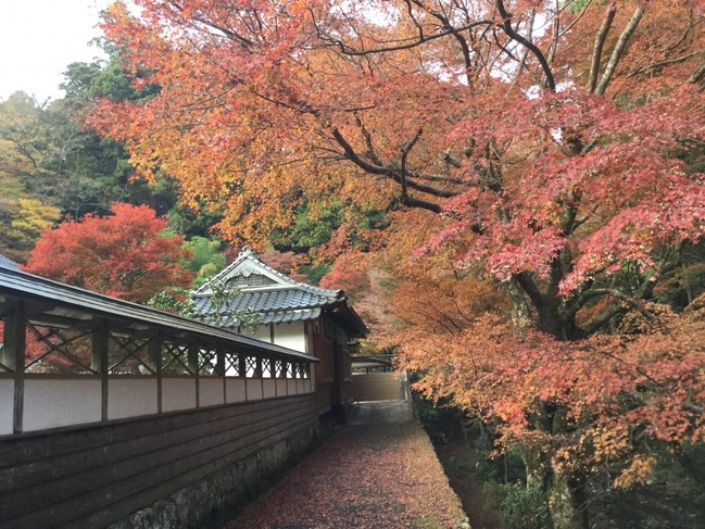 本坊近くの紅葉