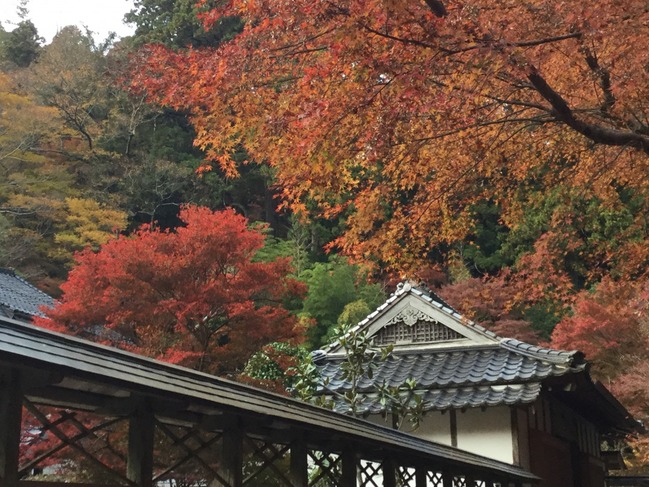 本坊近くの紅葉