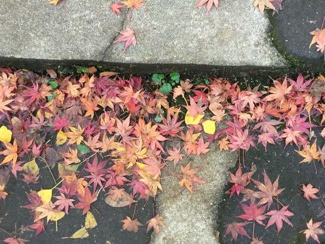 紅葉