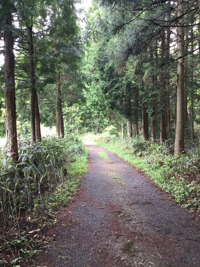 赤名湿地入口付近の林道