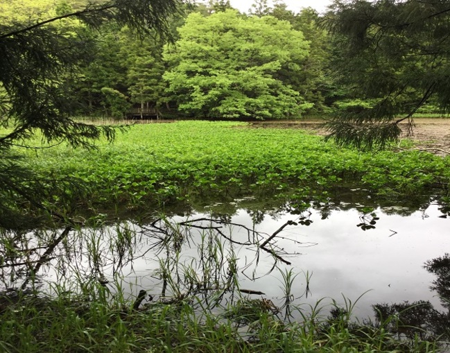赤名湿地（長尾池）