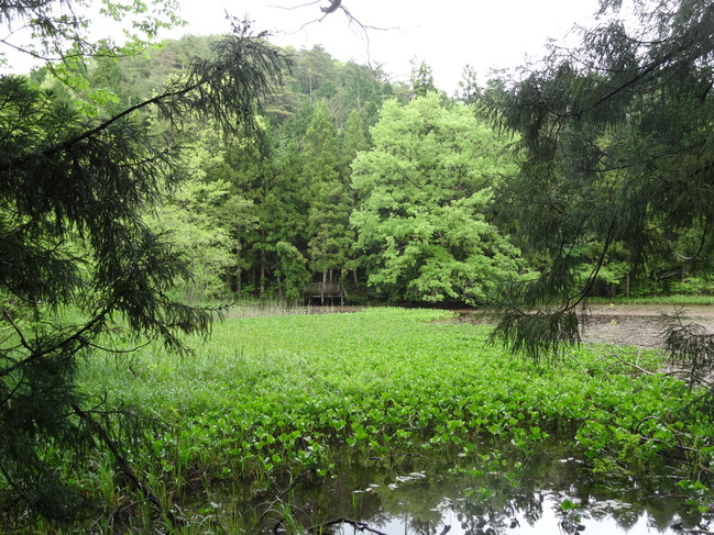 赤名湿地（長尾池）