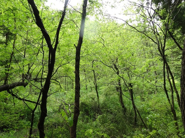 赤名湿地