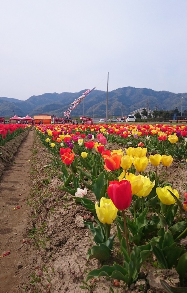 斐川のチューリップ畑