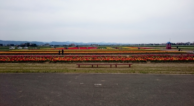 斐川のチューリップ畑