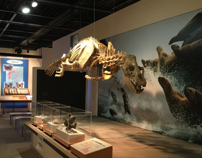 三瓶自然館サヒメル展示