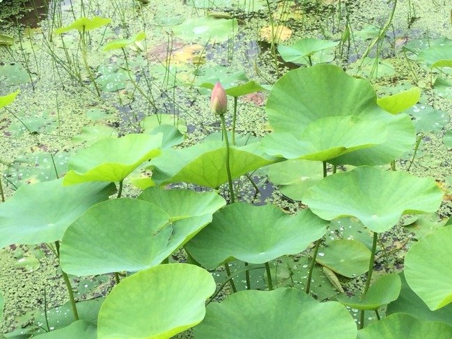 古代ハスの花のつぼみ