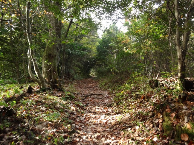 登山道