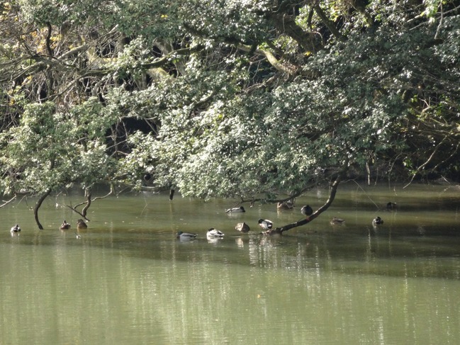 池のカモ