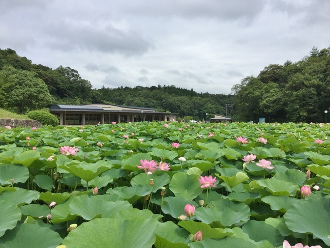 約5万本ものハスの花