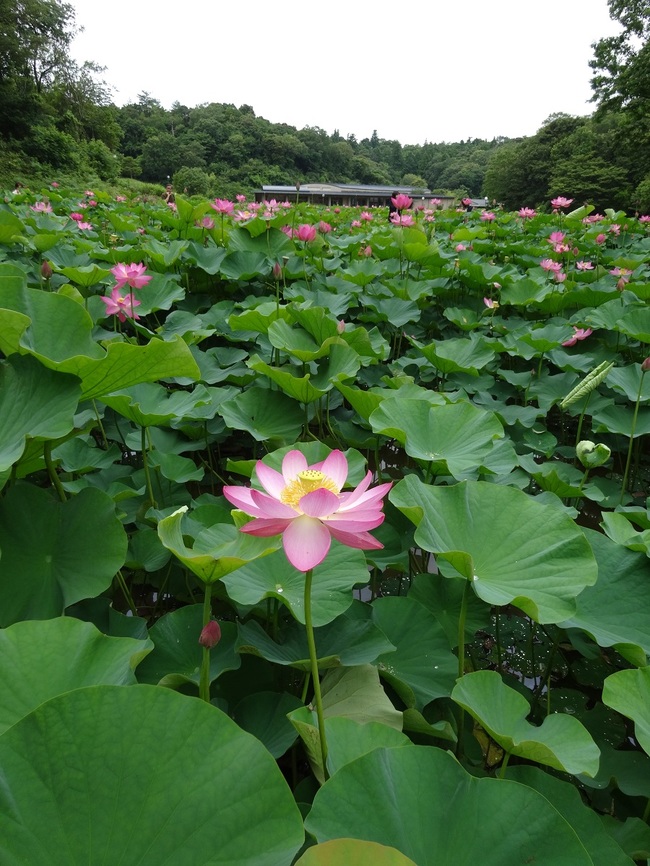 ハスの花