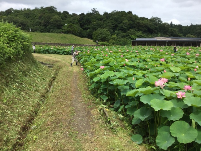 ハスの花