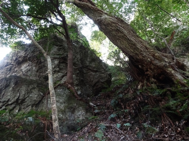 木々と岩