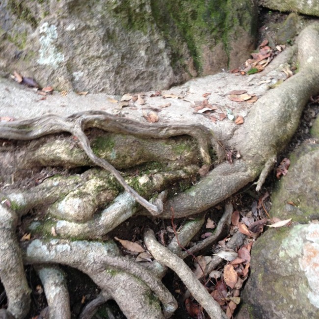 足元を這う木の根