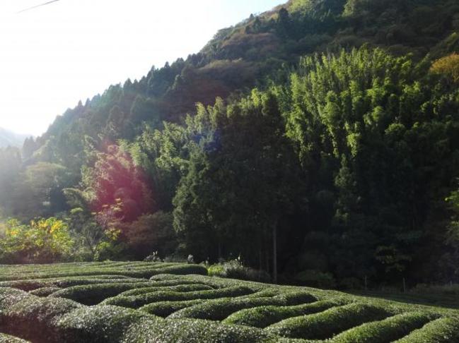 帰り道の風景・茶畑