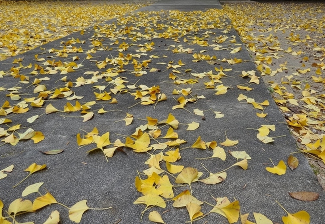 松尾山八幡宮　境内