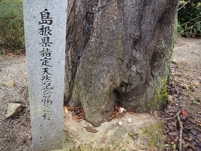 ミョウヨウジザクラ（島根県指定天然記念物）