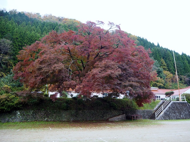 大きな大きな、学舎のイロハモミジ