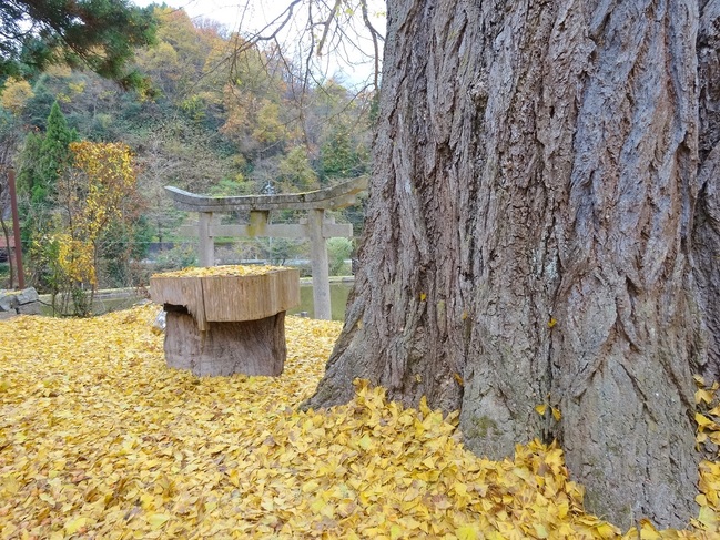 酒谷光八幡宮のイチョウの絨毯（2018.11.19）