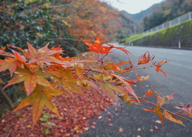 紅葉