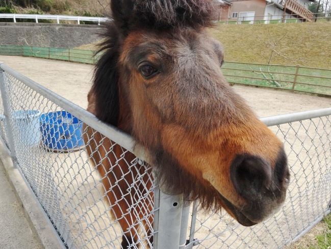 餌やり体験の馬