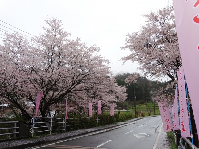 沢谷三里桜街道 3