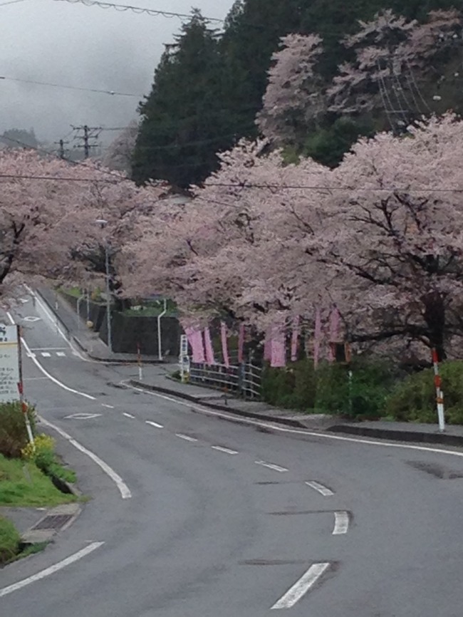 沢谷三里桜街道