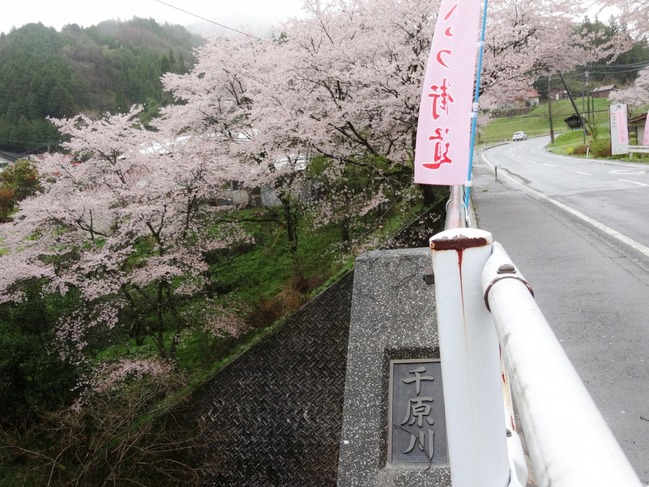 千原橋と桜