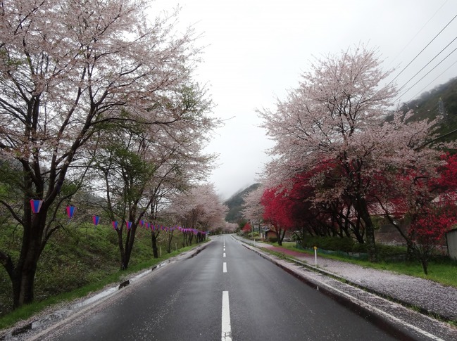 潮駅の桜のトンネル