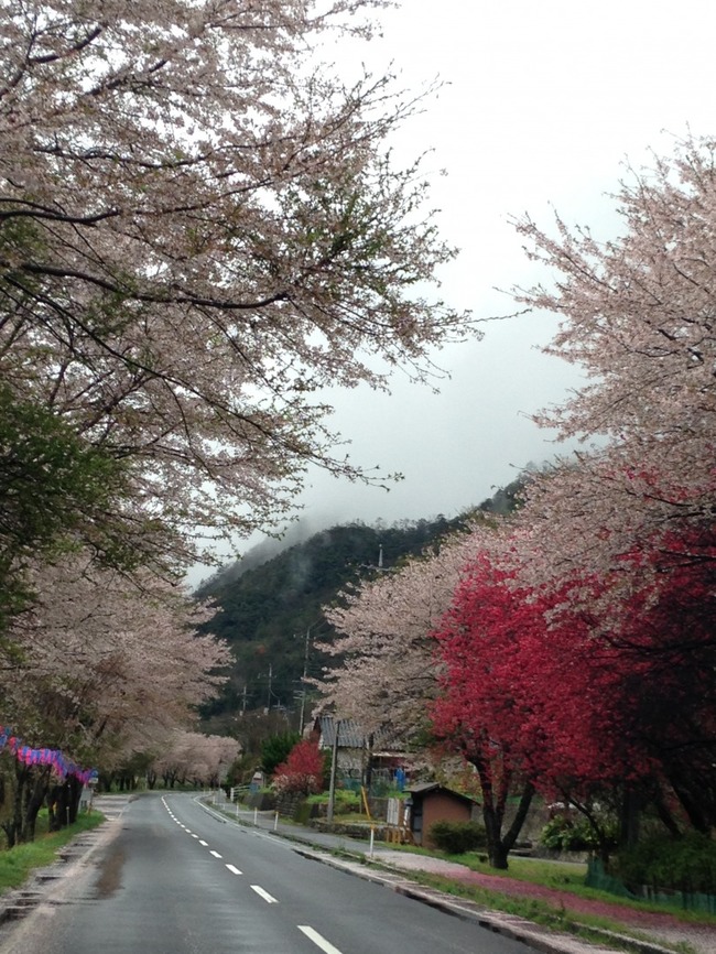 潮駅の桜のトンネル 7