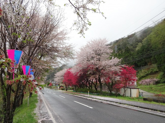 潮駅の桜のトンネル 5