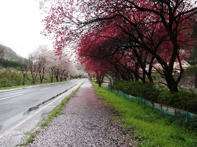 潮駅の桜のトンネル