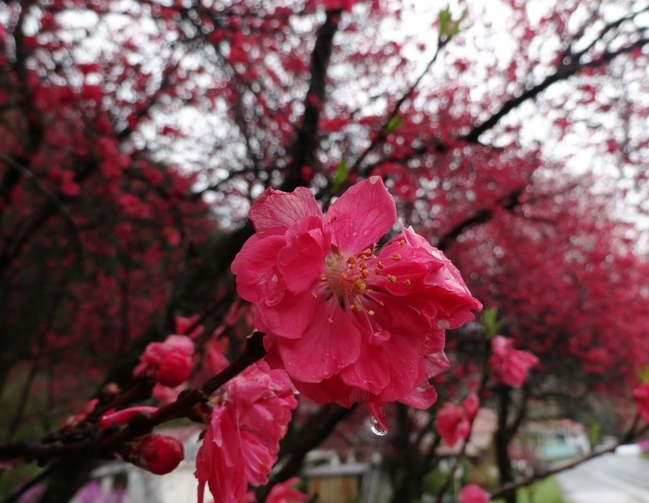 “潮駅の桜のトンネル”の桜1