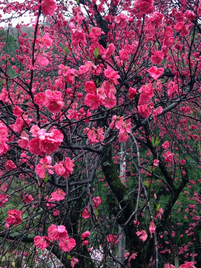 “潮駅の桜のトンネル”の桜2