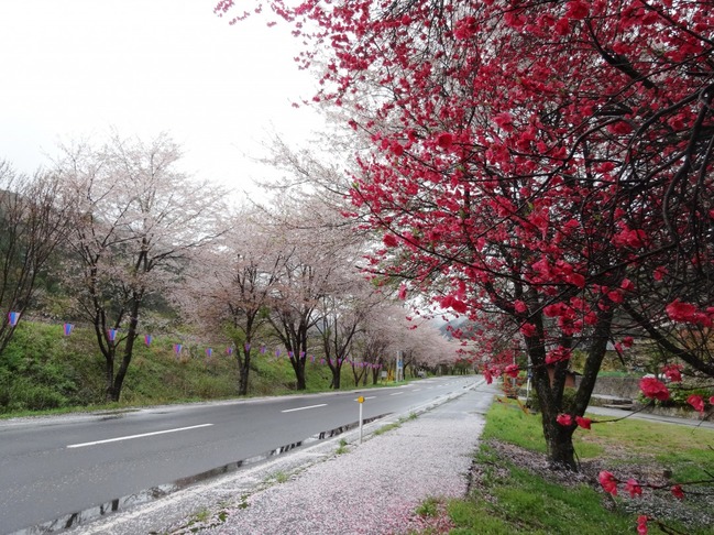 潮駅の桜のトンネル