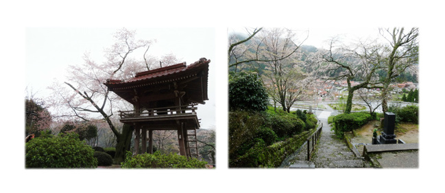 妙用寺の桜