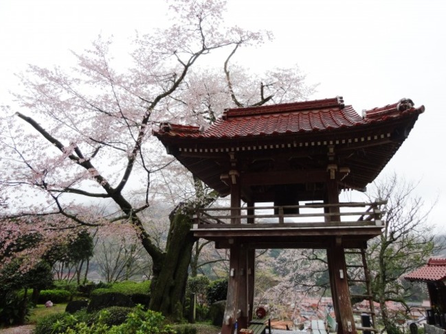 妙用寺の桜