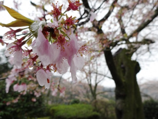 桜の名所をご紹介 しまねまちなび