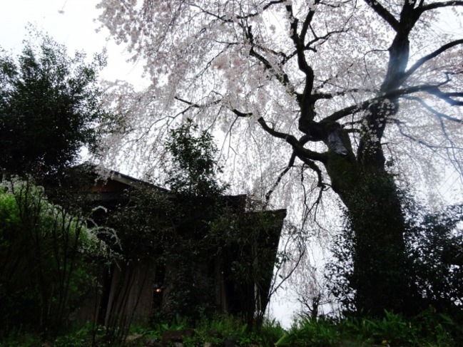 おおち伝承館と前川桜