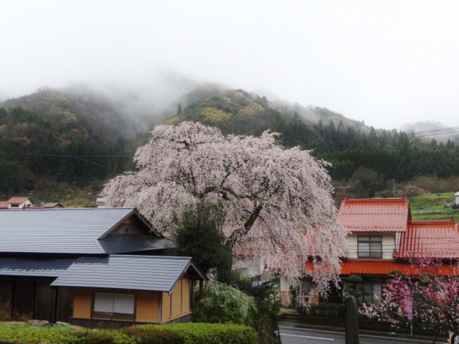 山々と前川桜