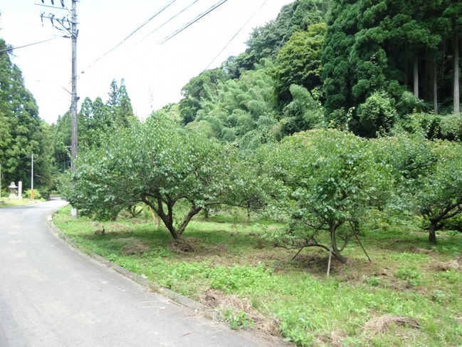 梅ノ木があちこちに