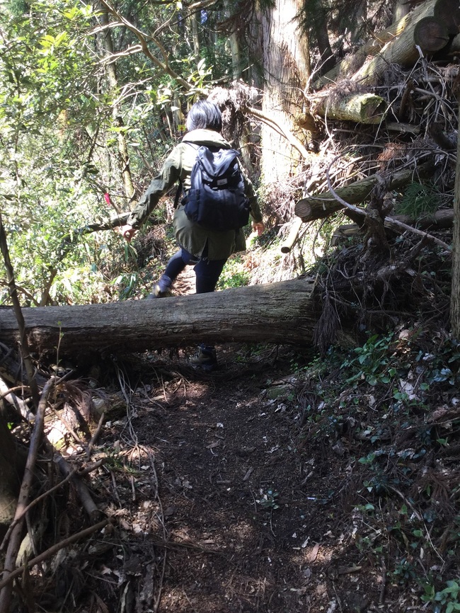 大江高山登山道（山田コース）