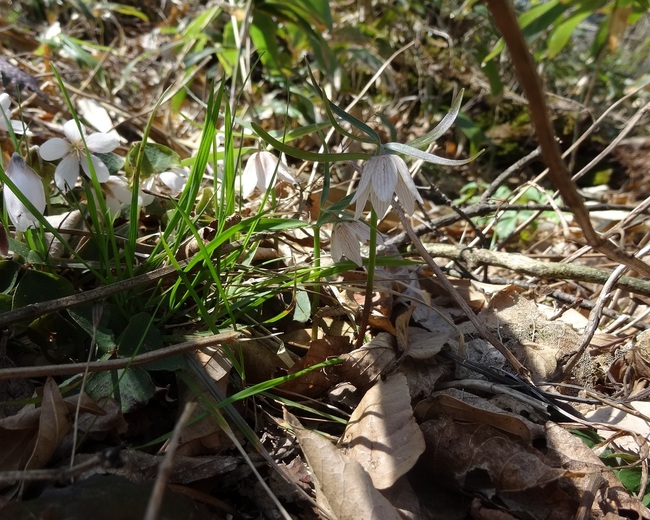 大江高山のイズモコバイモ