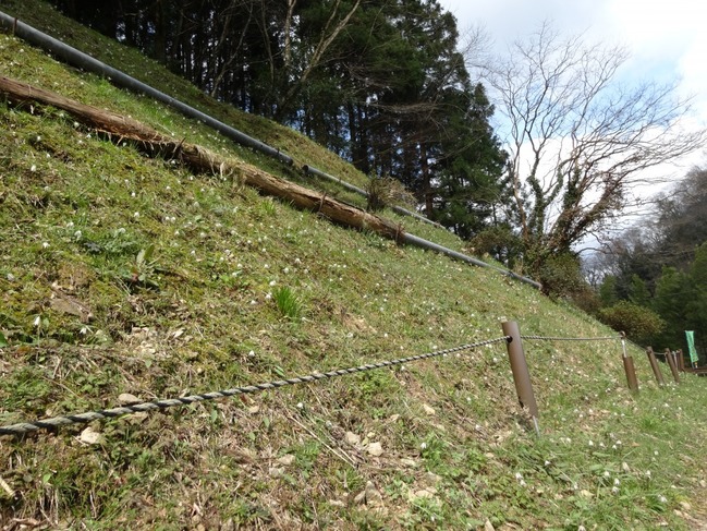 イズモコバイモ群生地　斜面