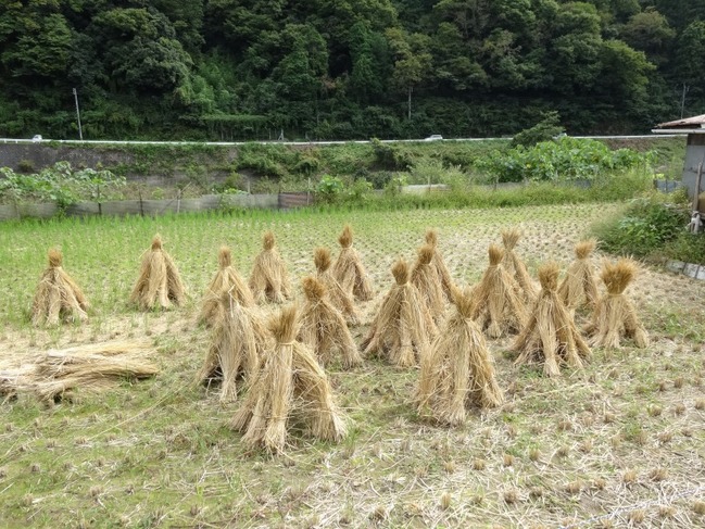 田んぼも