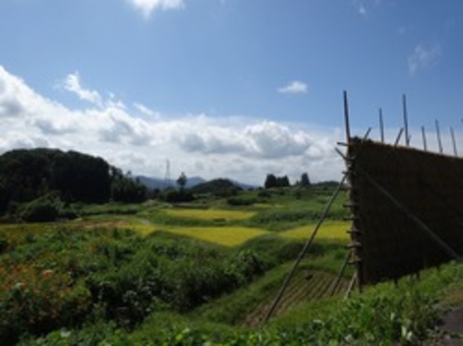 山王寺の棚田